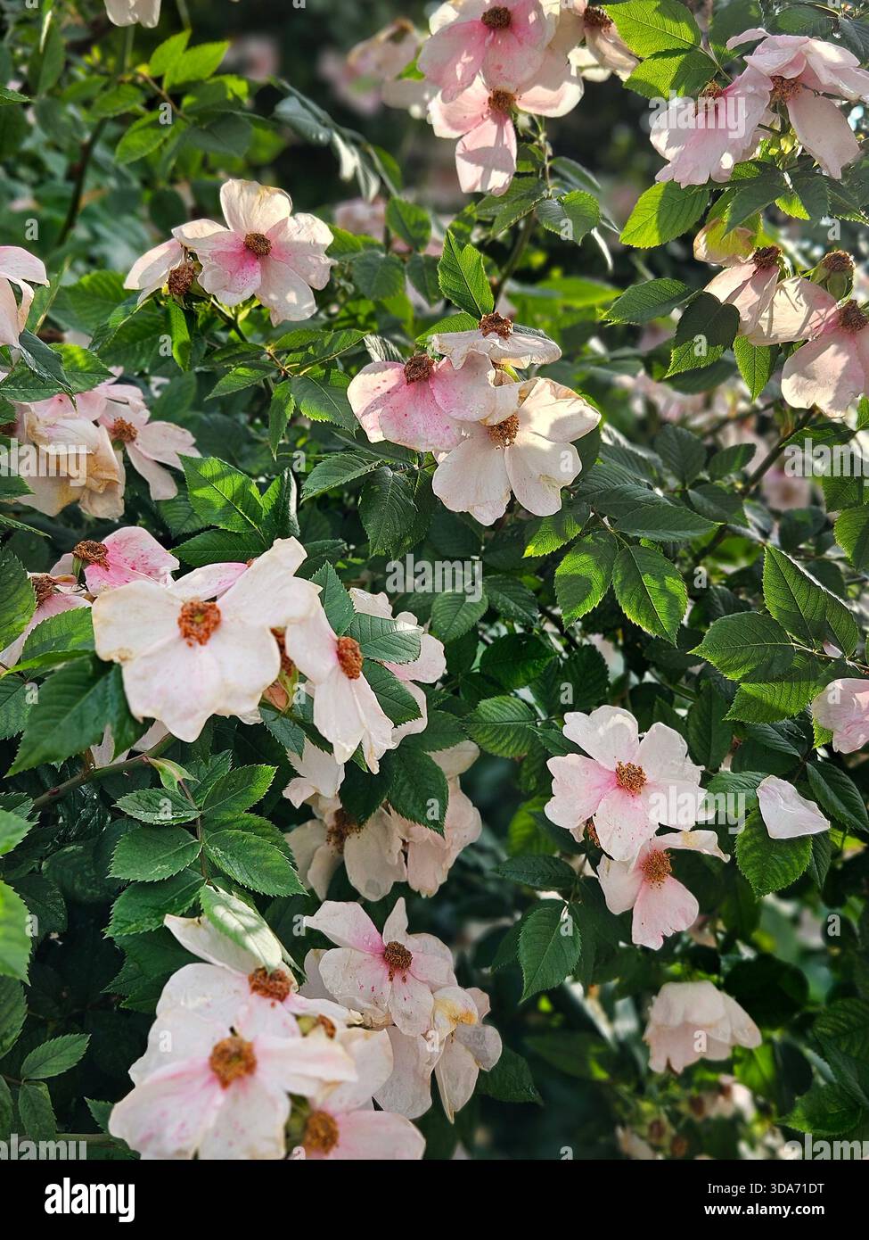 Blühende wilde Rosensträucher rosa Blumen im sonnigen Sommergarten Stockfoto