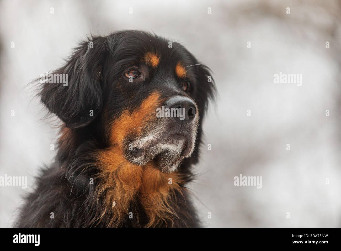 Schwarz-goldenes Hovie-Porträt eines Hundekopfes aus einer niedrigen Position Stockfoto