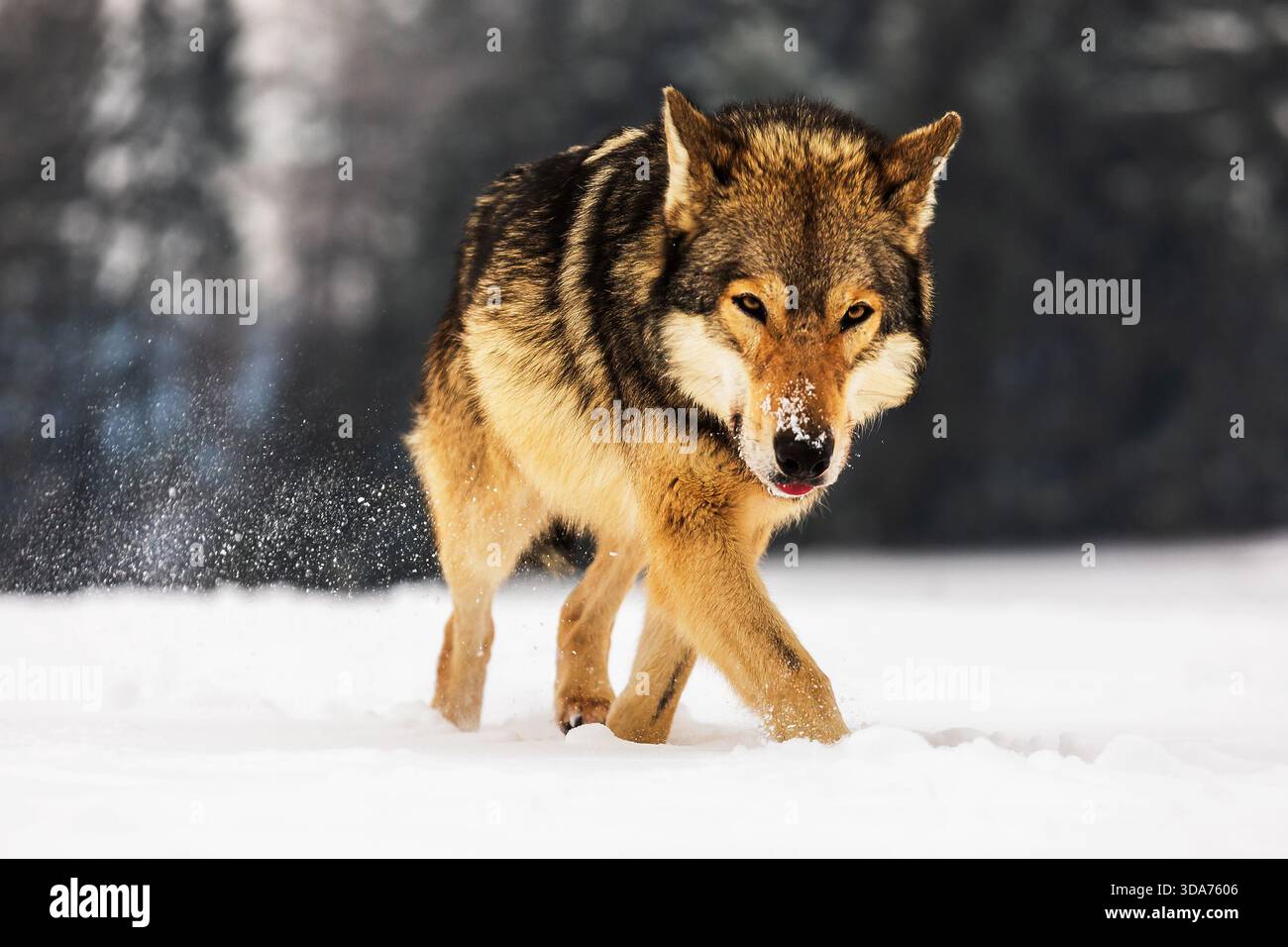 Grauwolf (Canis Lupus), das gefährliche Tier kam sehr nahe Stockfoto