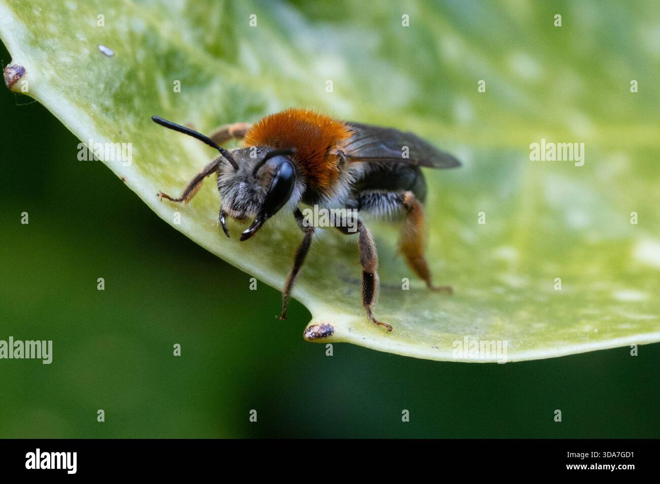 Frühe Bergbaubiene Stockfoto