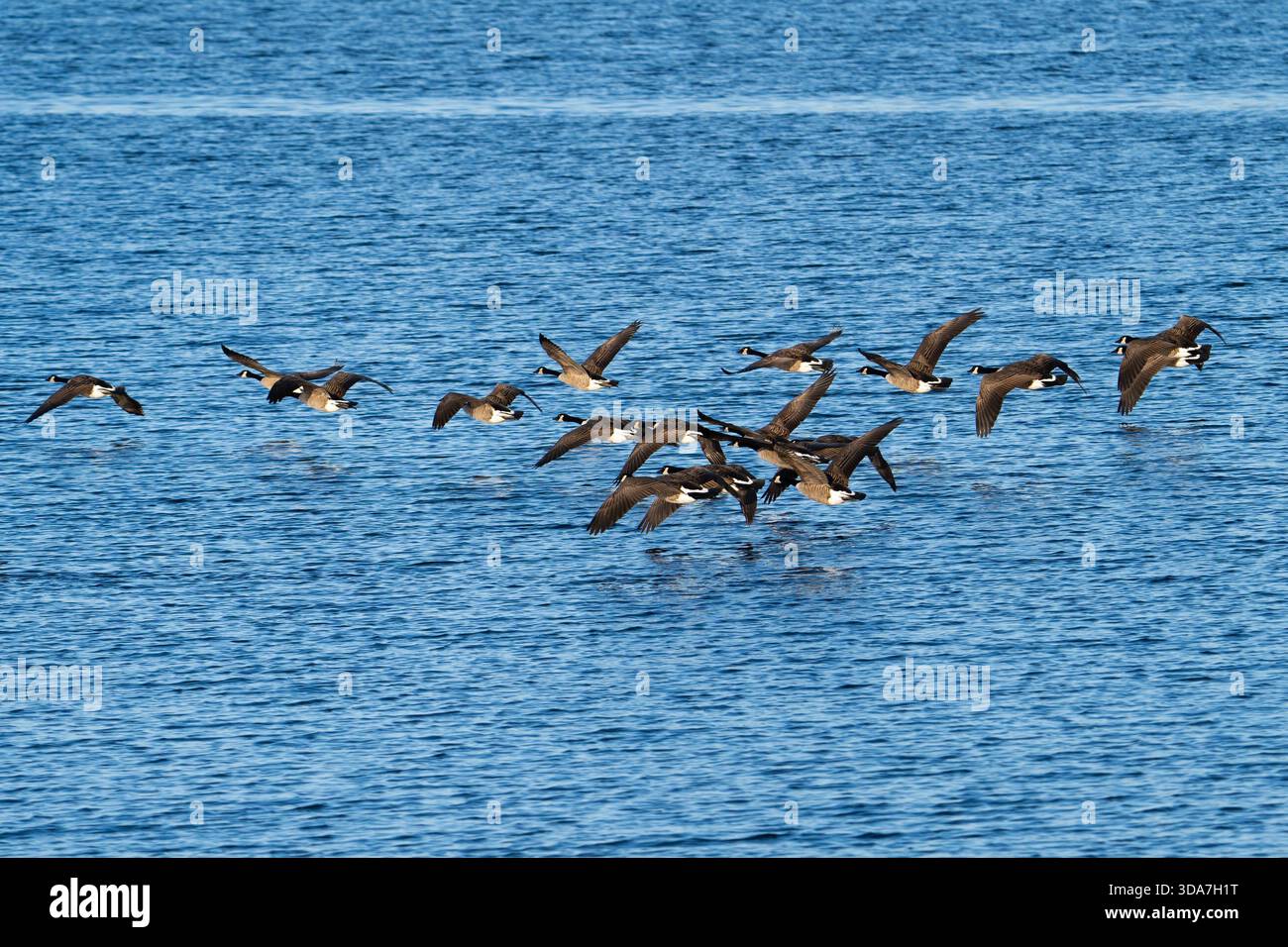 Kanadiengänse über Wasser Stockfoto