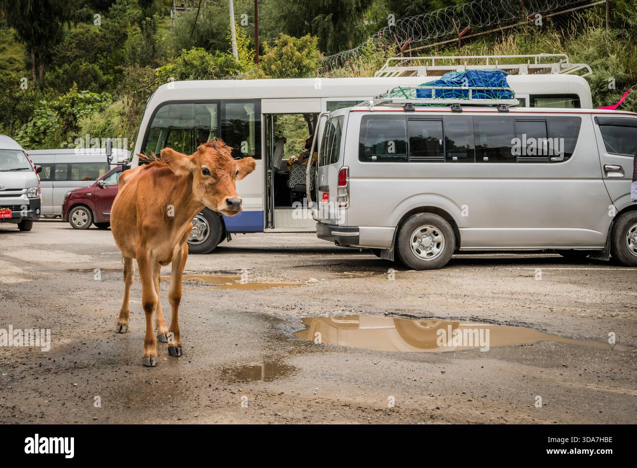 Blick auf ein hellbraunes Kalb, das in der Nähe einer Pfütze steht, und eine Auswahl an geparkten Fahrzeugen vor der Kulisse von üppig grünen Bäumen, Paro, Bhutan. Stockfoto