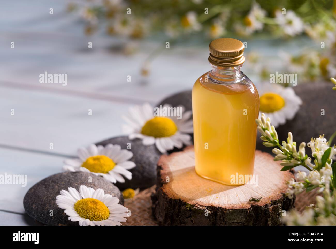 Aromaöle. Nahaufnahme von Kamillenöl mit frischen Blüten Stockfoto