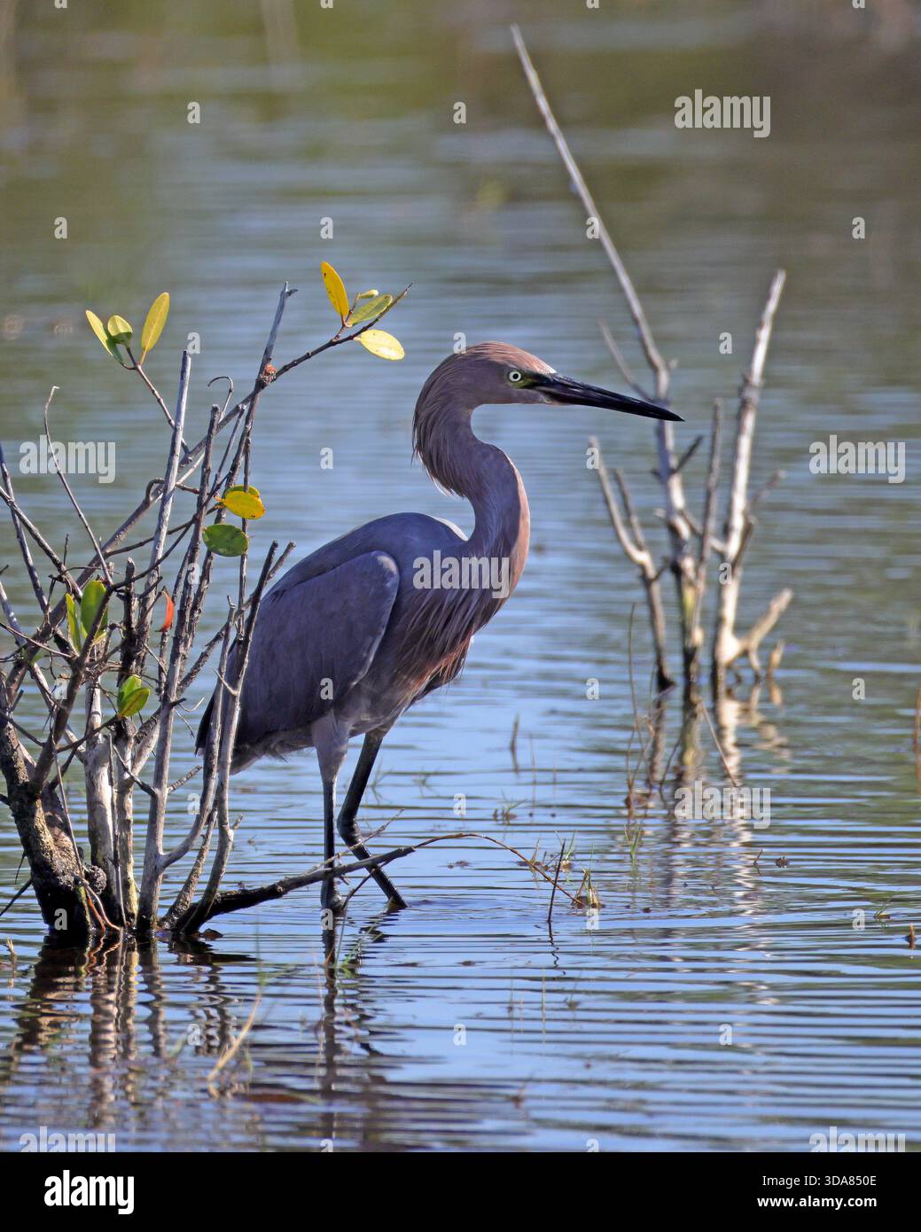 Dieser elegante Vogel wird in seinem natürlichen Lebensraum gefangen und zeigt sein einzigartiges Gefieder und seine anmutige Haltung Stockfoto