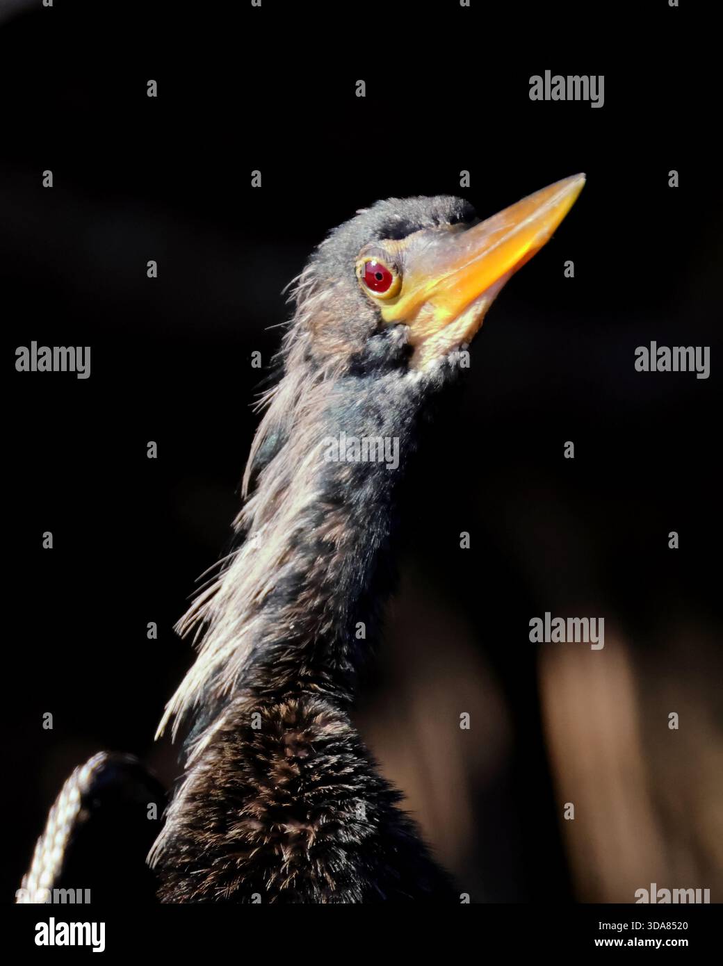 Diese Nahaufnahme zeigt die einzigartigen Merkmale einer Anhinga und hebt ihren scharfen Schnabel und den intensiven Blick hervor Stockfoto