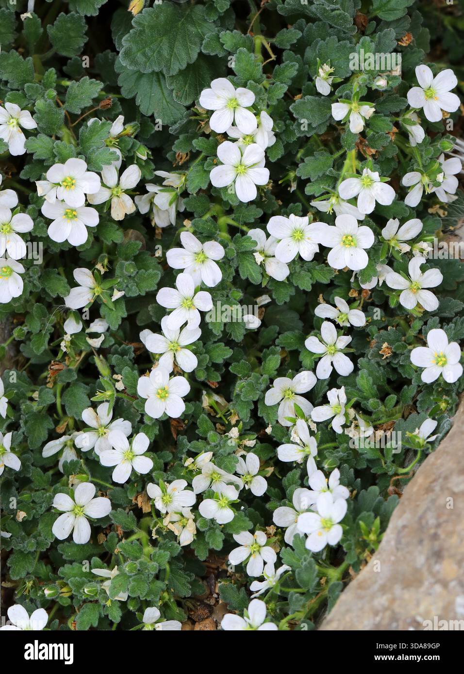 Corsican Stork's Bill oder Heronsbill, Erodium corsicum 'Album', Geraniaceae. Sardinien und Korsika, Italien, Frankreich, Mittelmeer, Europa. Stockfoto