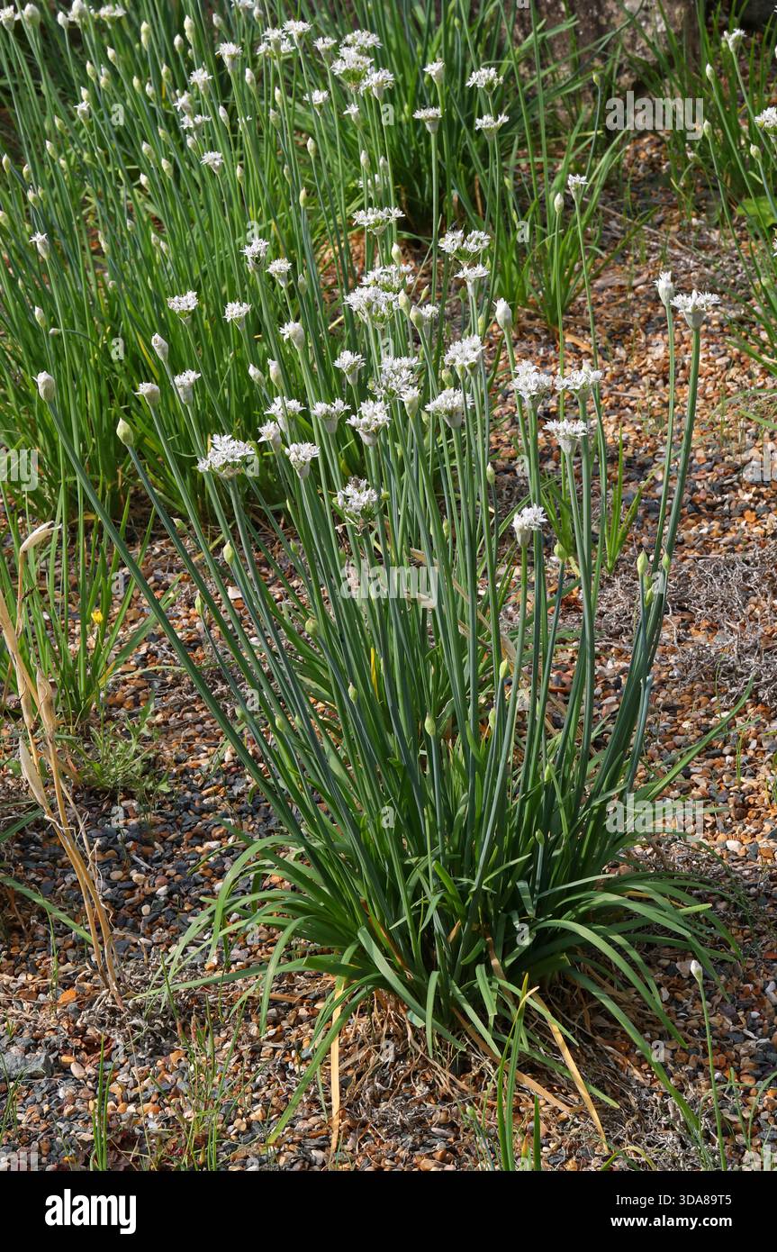 Knoblauch-Schnittlauch, orientalischer Knoblauch, asiatischer Schnittlauch, Chinesischer Schnittlauch oder Chinesischer Lauch, Allium tuberosum, Amaryllidaceae. China, Asien. Stockfoto