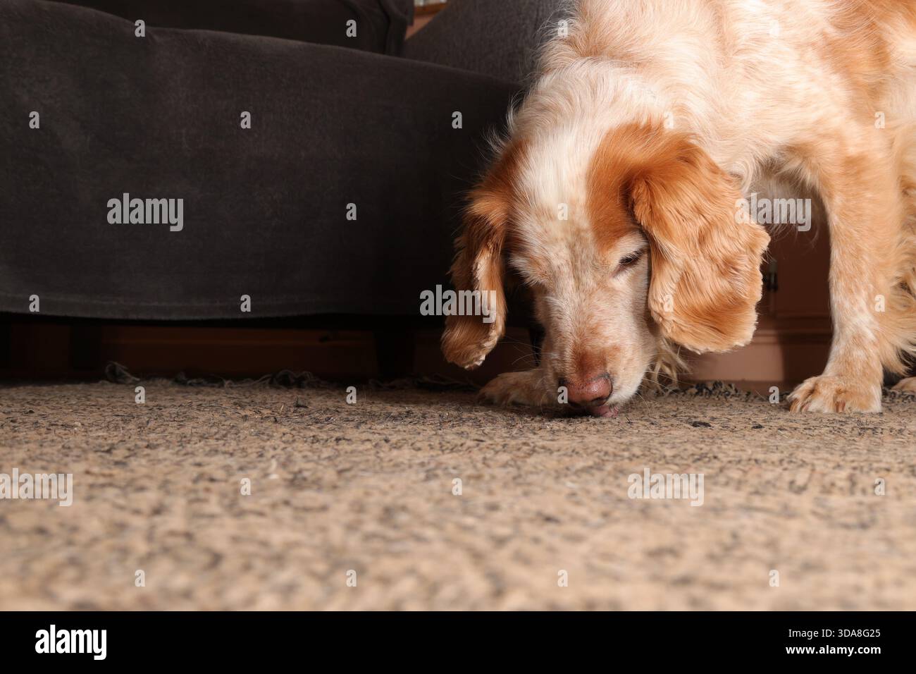 Gelb-weiß arbeitender Cocker Spaniel auf der Suche nach Krümeln auf einem Teppich Stockfoto