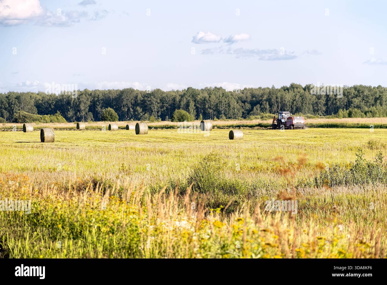 Ein Traktor mit einer Rundballenpresse nimmt Heu auf dem Feld auf und bildet kompakte Ballen, die sich leicht lagern und transportieren lassen. Landwirtschaftliche Maschinen im Einsatz in einem Stockfoto