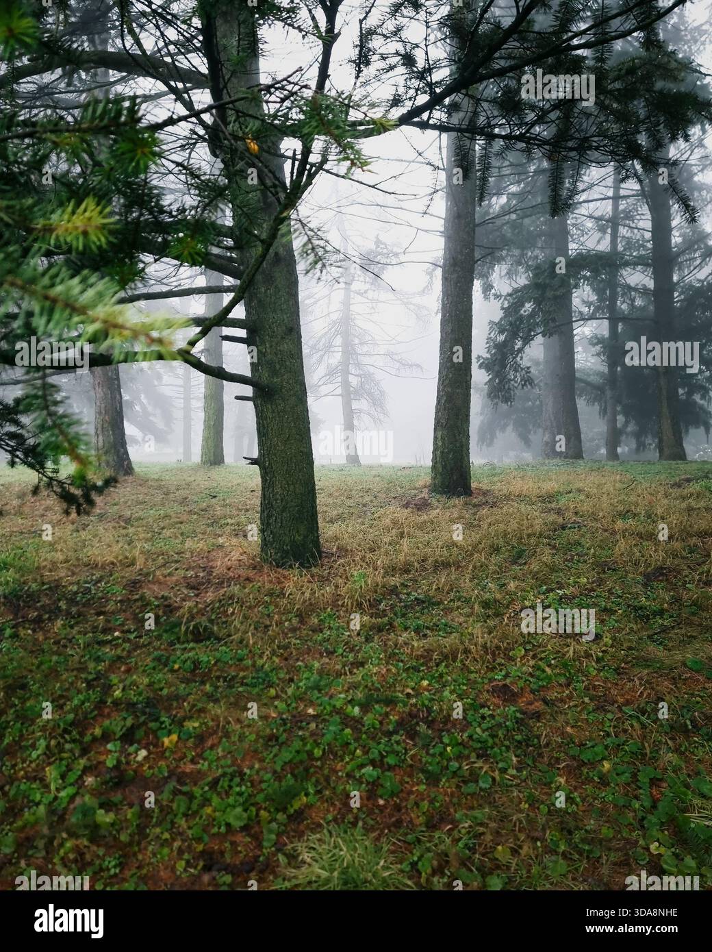 Neblige Kiefernwälder mit immergrünem Zweig im Vordergrund. Vertikales Bild eines ruhigen und geheimnisvollen Waldes, umgeben von dickem Nebel. Stockfoto