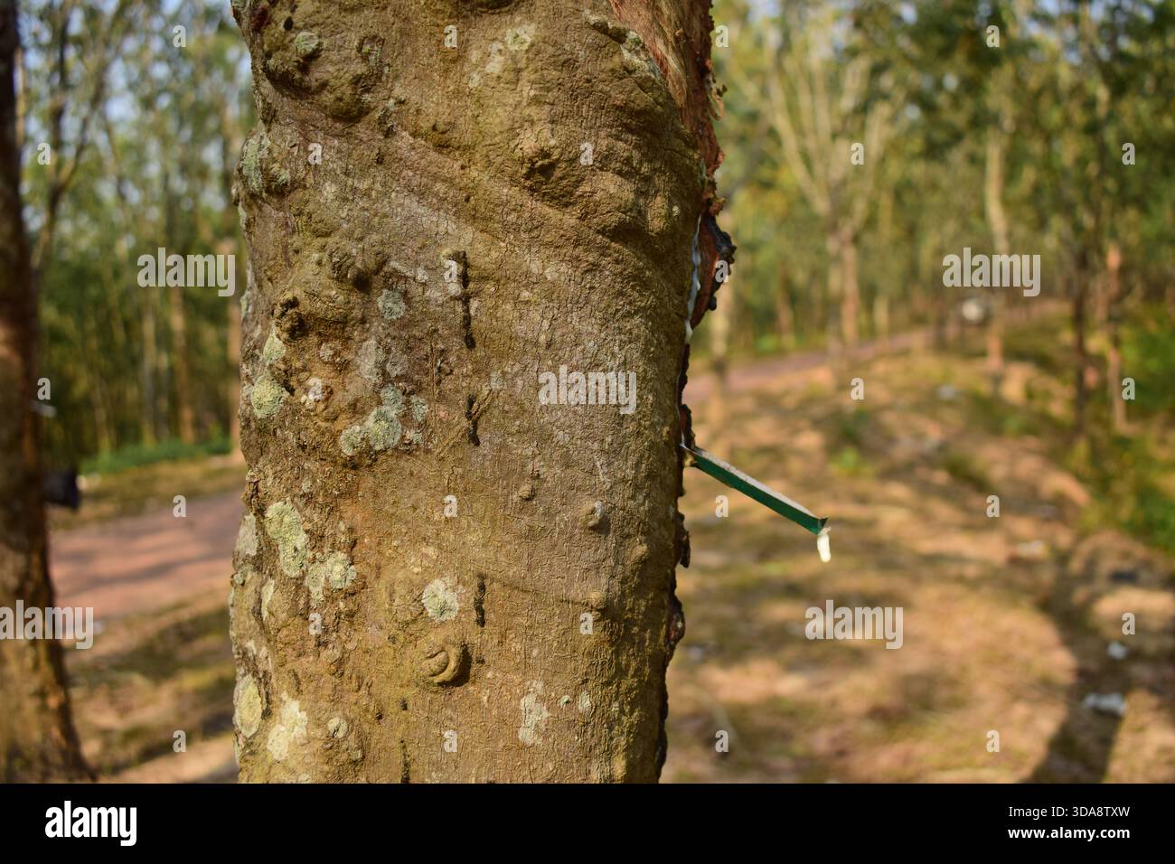 Gummi tropft vom Gummibaum Stockfoto