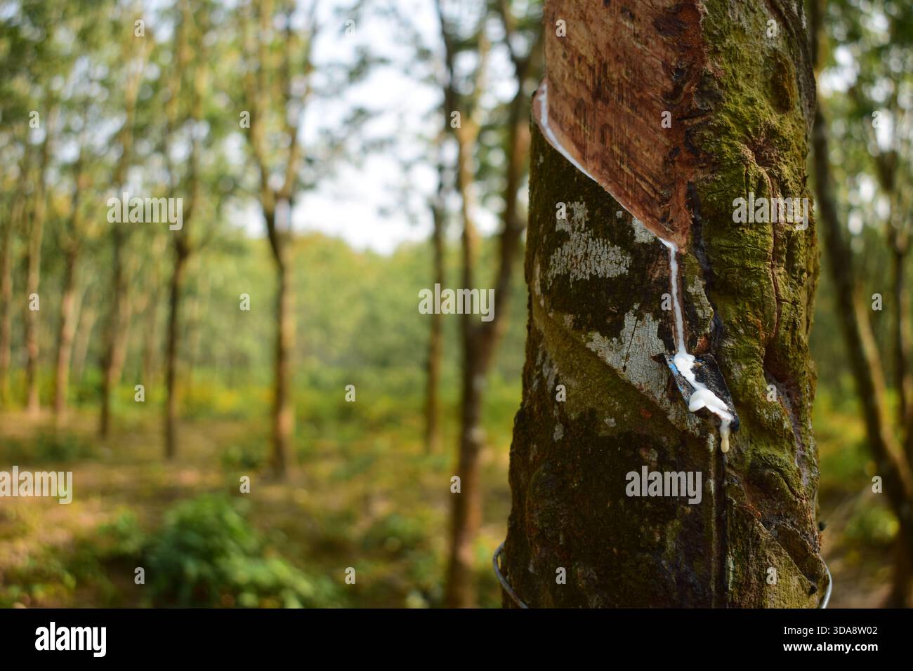 Gummi tropft vom Gummibaum Stockfoto