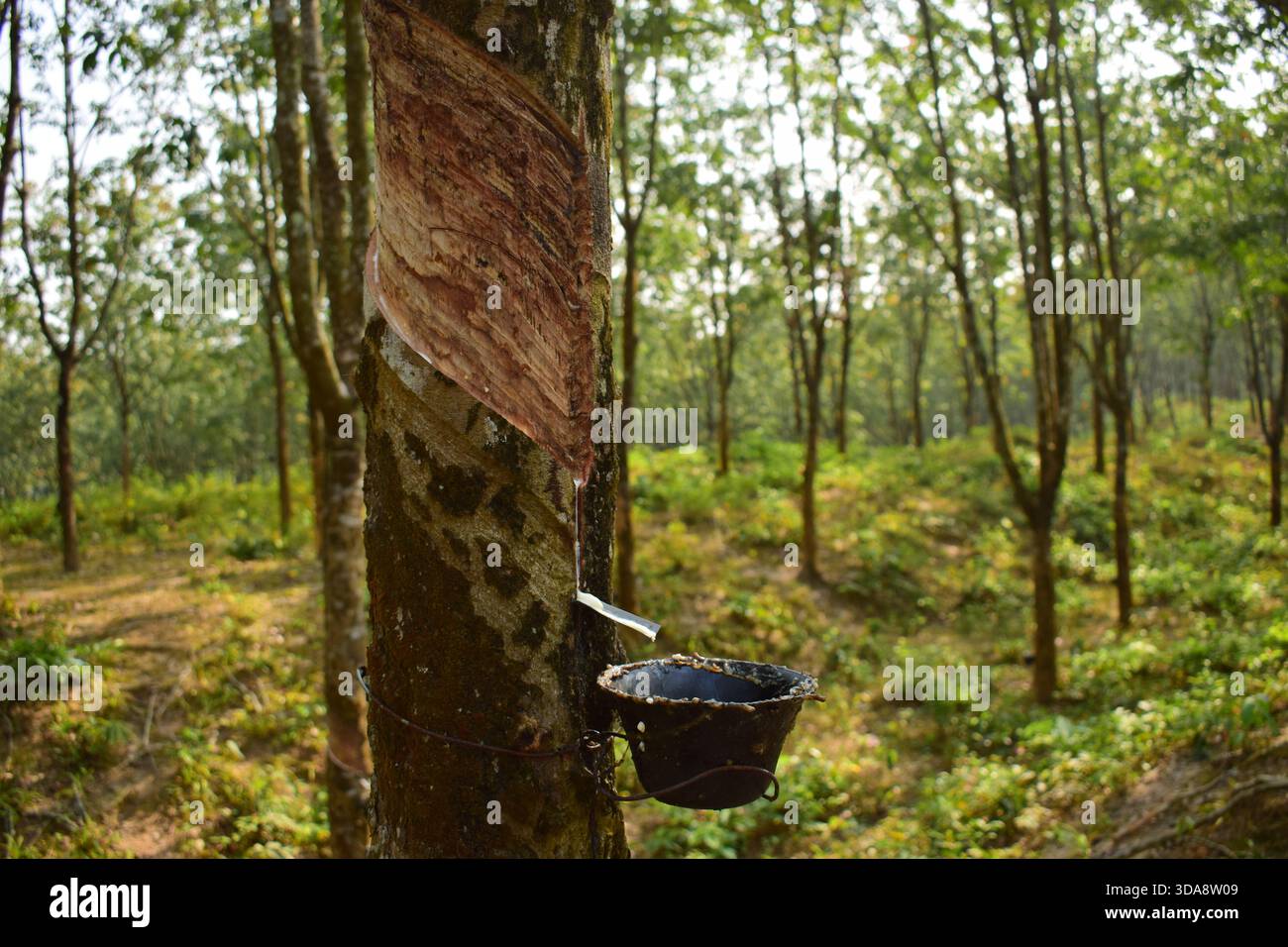 Gummi tropft vom Gummibaum Stockfoto