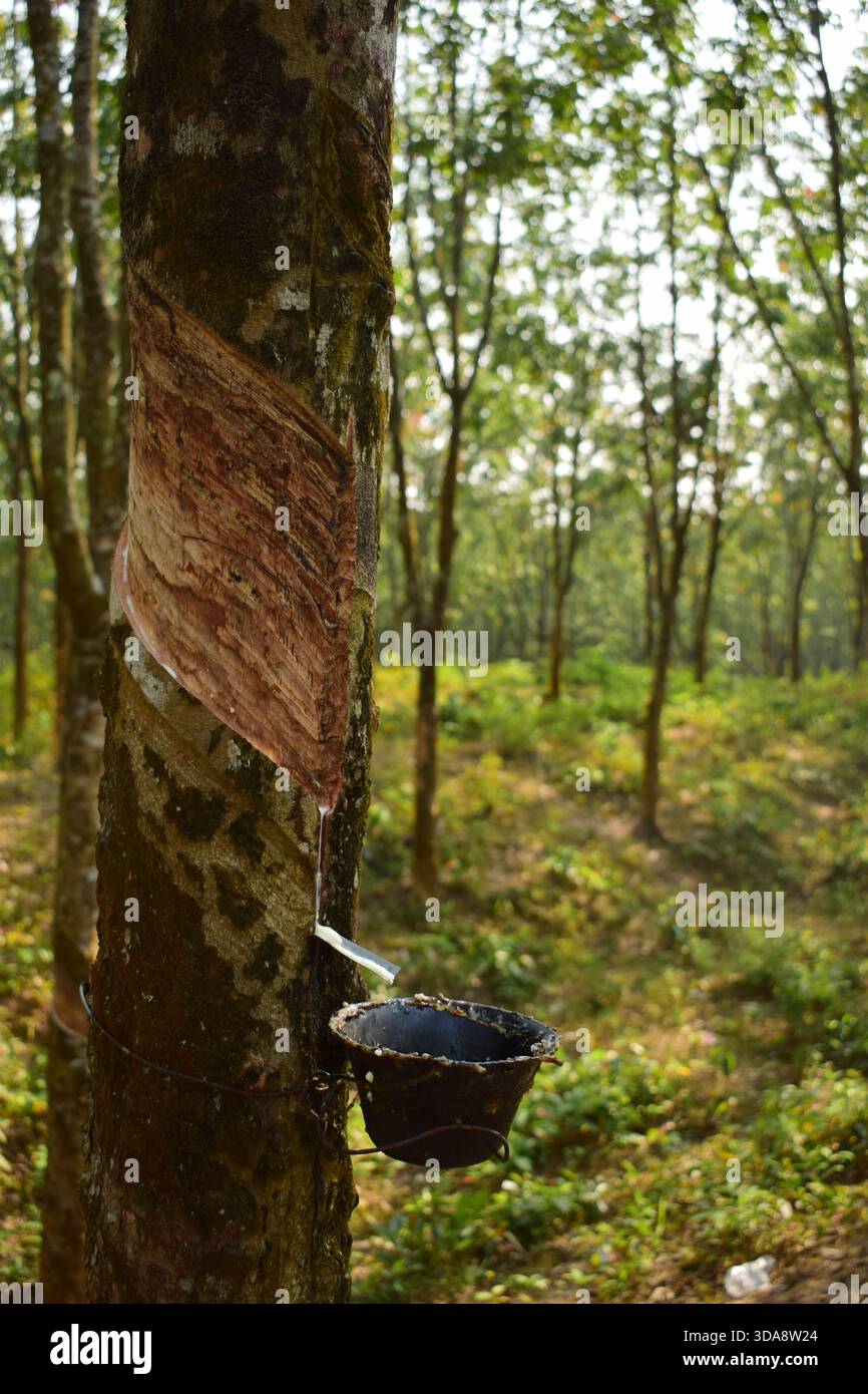 Gummi tropft vom Gummibaum Stockfoto