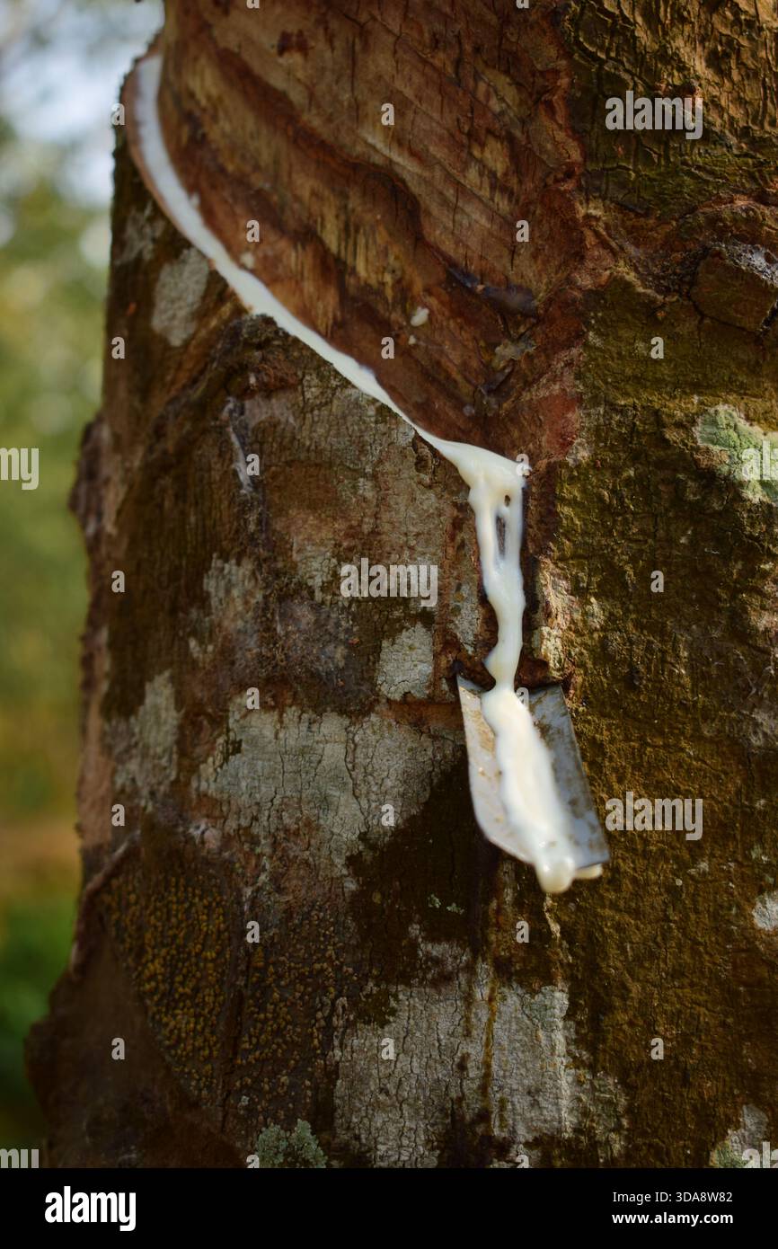 Gummi tropft vom Gummibaum Stockfoto