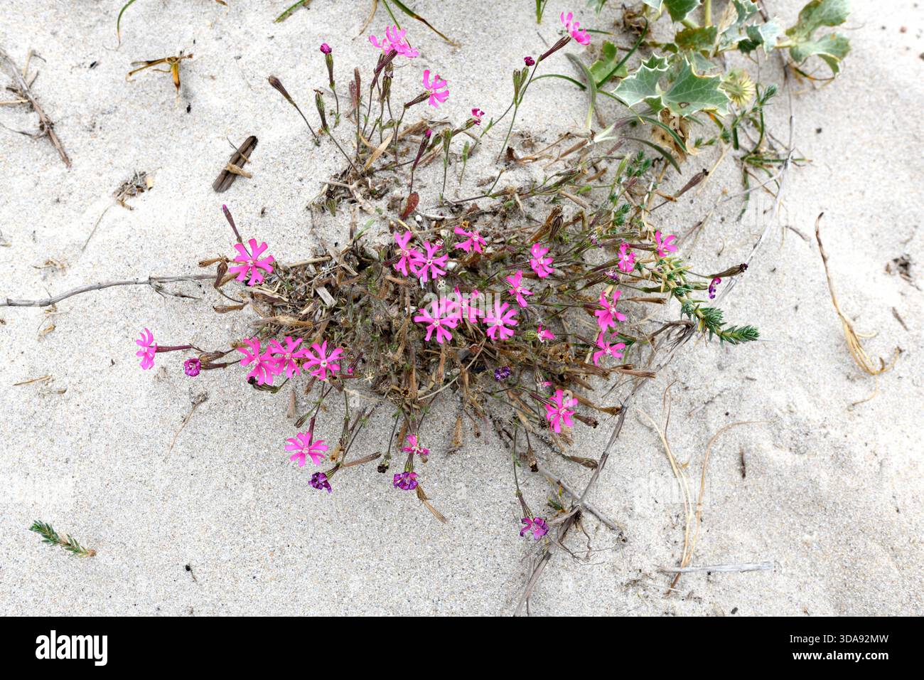 Cataliñas (Silene scabriflora) ist ein einjähriges Kraut, das auf der Iberischen Halbinsel und Nordwestafrika beheimatet ist. Dieses Foto wurde am Strand von Traba, Coruña, Galici gemacht Stockfoto