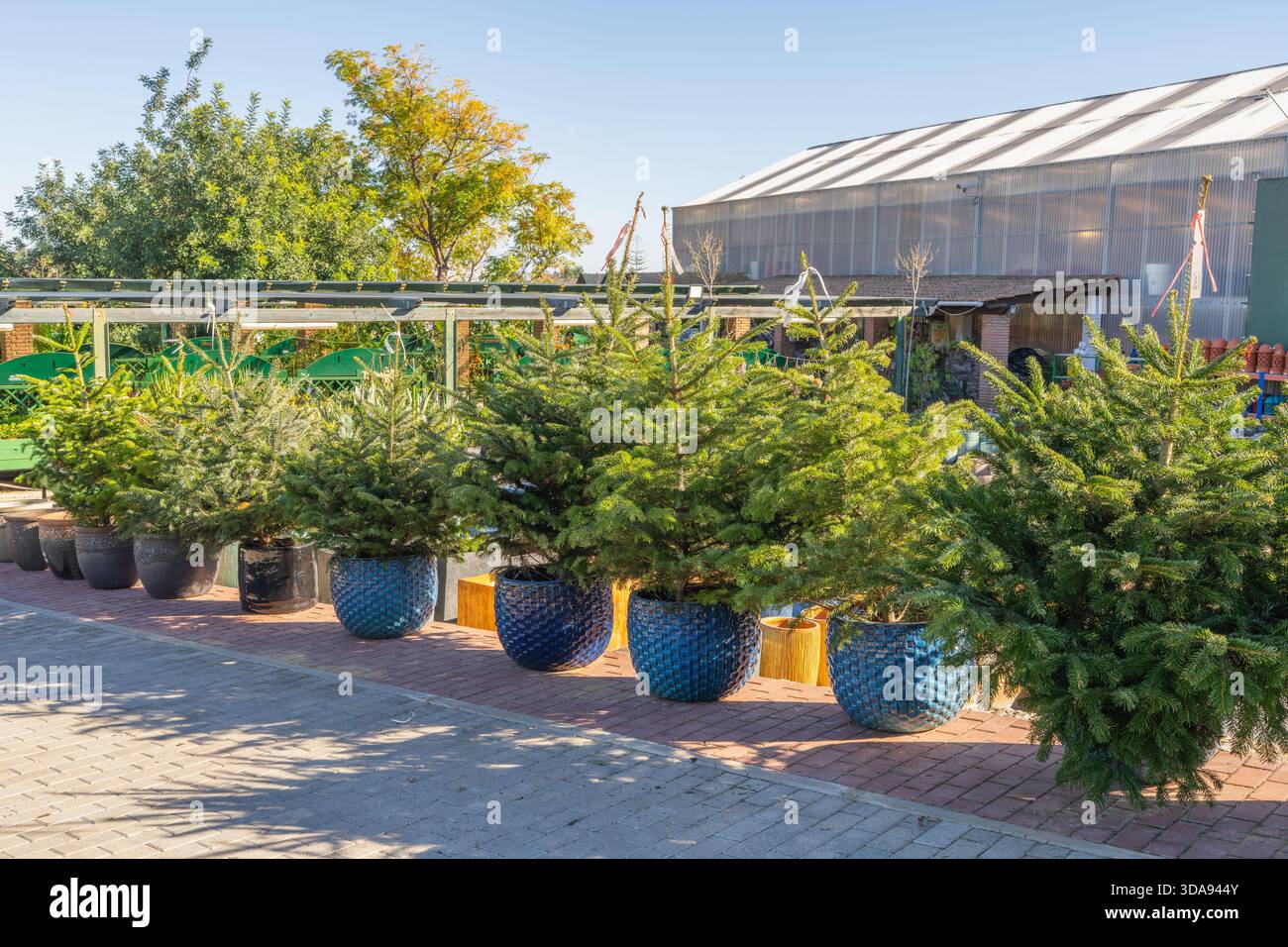 In großen Keramikpflanzen in der Nähe eines Gewächshauses befindet sich eine Reihe von üppigen Weihnachtsbäumen. Stockfoto