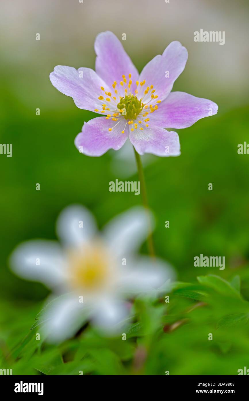 Rosa und weißes Holz Anemone / Europäischer Fingerhut (Anemone nemorosa) blüht im Frühling im Wald Stockfoto