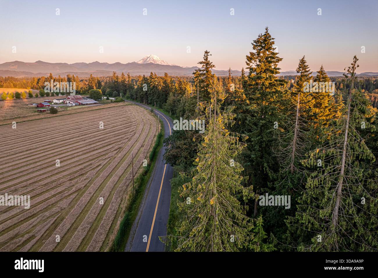 Aus der Vogelperspektive auf eine gewundene Straße, die durch ein goldenes Feld und einen üppig grünen Wald führt, mit Mount Rainier am Horizont, Buckley, Washington, Unite Stockfoto