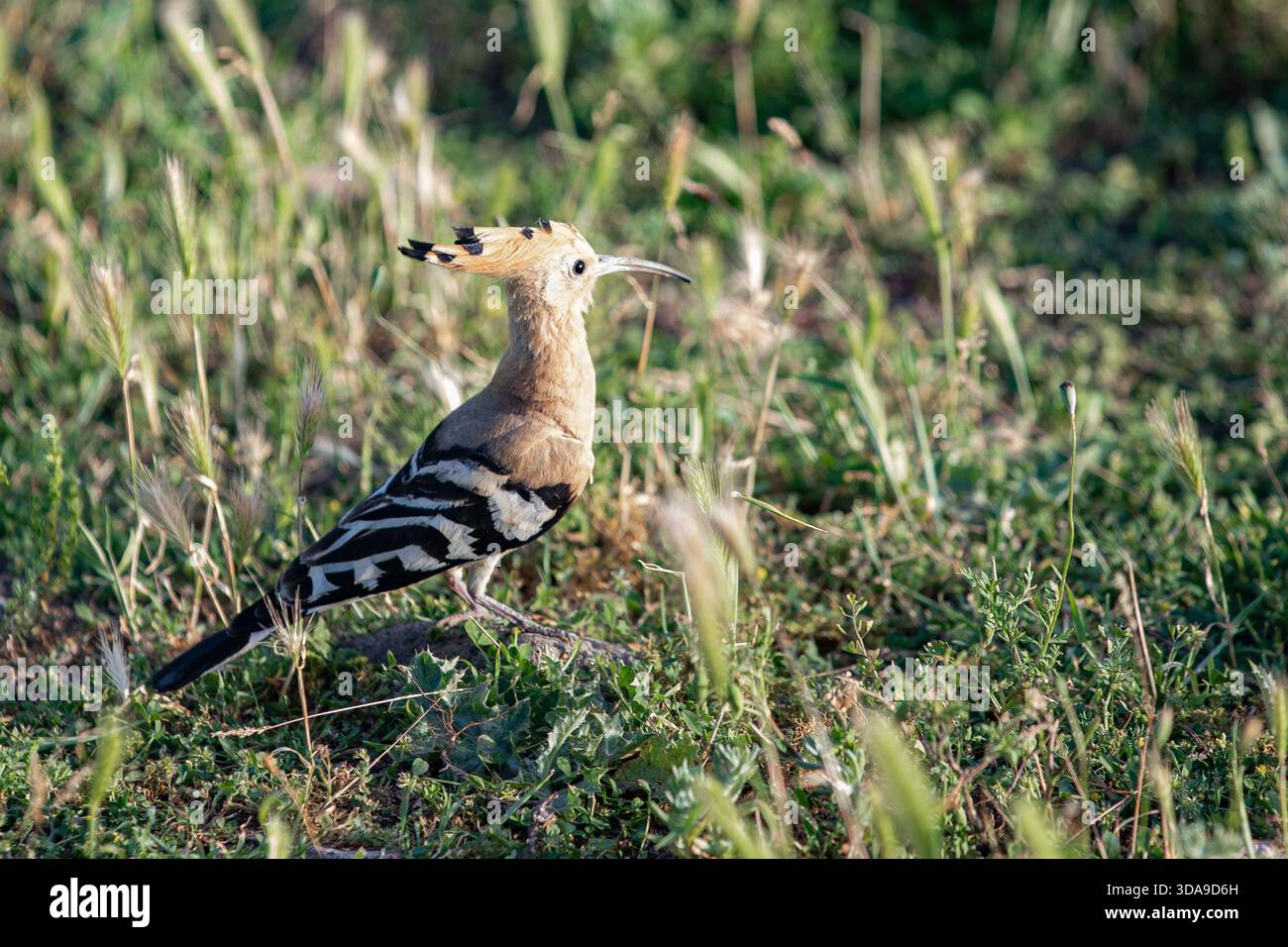 Wiedehopf In Natural Field Habitat Stockfoto