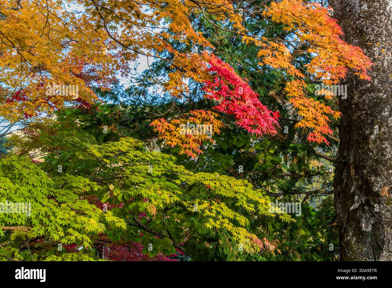 Kiso, Präfektur Nagano, Japan Stockfoto