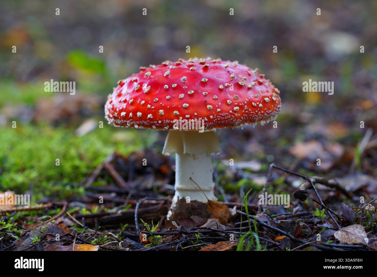 Nahaufnahme von Fliegenpilz mit hellroter Kappe. Stockfoto