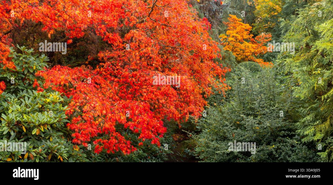 WA26794-00..... WASHINGTON – Herbstfarbe im Kubota Garden, Seattle. Stockfoto
