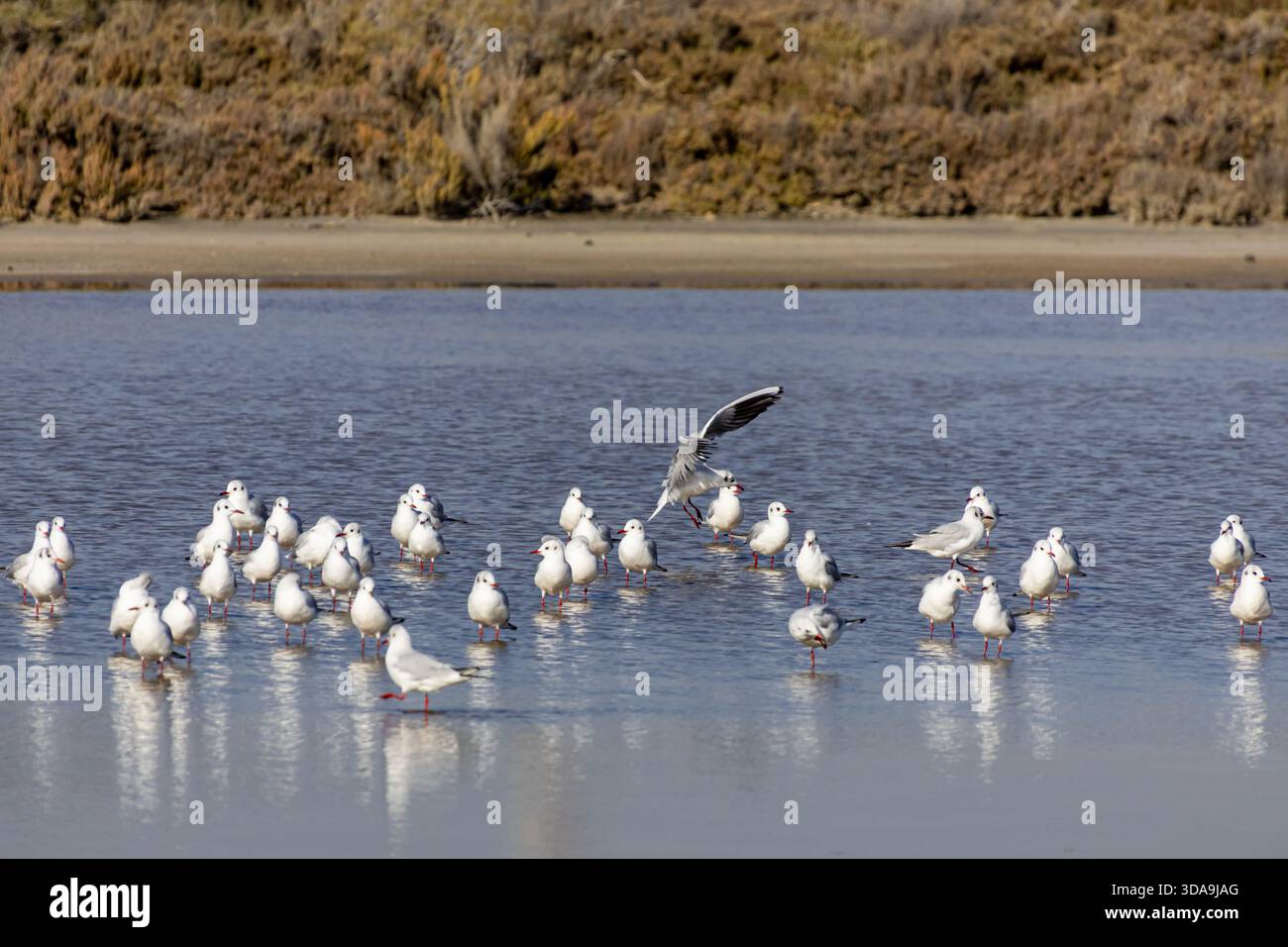 Eine Schar Schwarzkopfmöwen (Chroicocephalus ridibundus), die im Herbst auf einem ruhigen See bei Lady’s Mile in Limassol, Zypern, ruht und interagiert Stockfoto