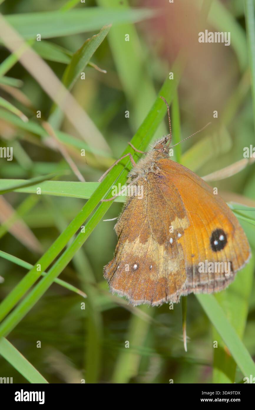 Gatekeeper Butterfly, (Pyronia tithonus), alias Hedge Brown, Family Nymphalidae, Cumbria, England, Großbritannien Stockfoto