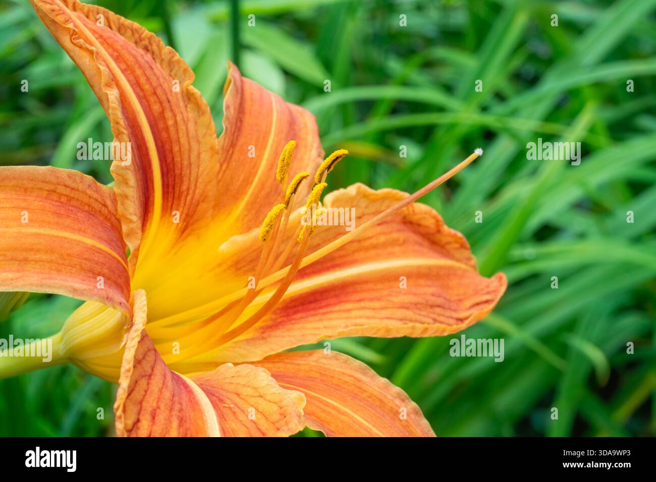 Nahaufnahme einer Orange Dalily Bloom Stockfoto