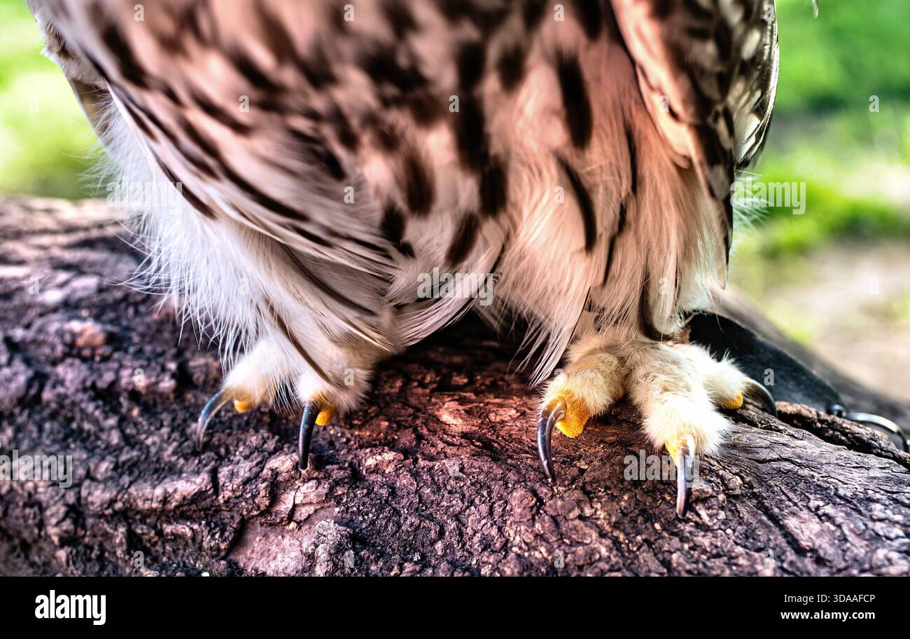 Scharfe, lange Krallen einer Eulenkrause, die auf einem Baum sitzt, Nahaufnahme. Stockfoto