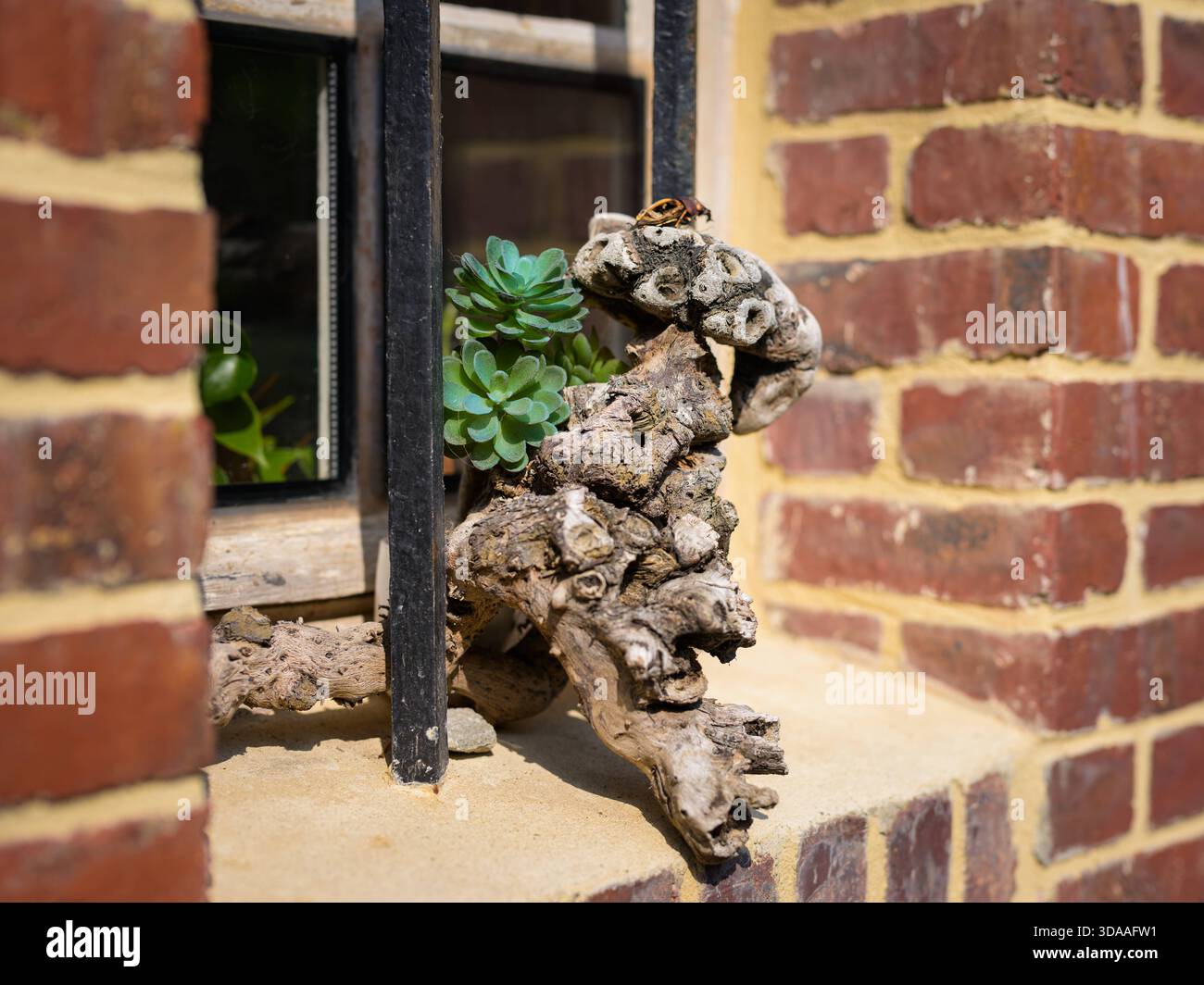 Ein altes Backsteinhaus in Yport, Frankreich, zeigt ein rustikales Fenster mit einem Wurzelstumpf, der im Sommer als Blumentopf umfunktioniert wird. Yport Frankreich Stockfoto