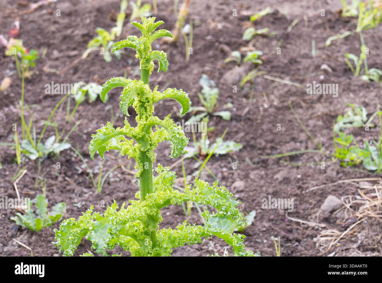 Leuchtend grüne und geraffte Grünkohl Brassica oleracea Pflanze, die aufrecht in dunklem Gartenboden wächst und Details der strukturierten Blätter zeigt Stockfoto