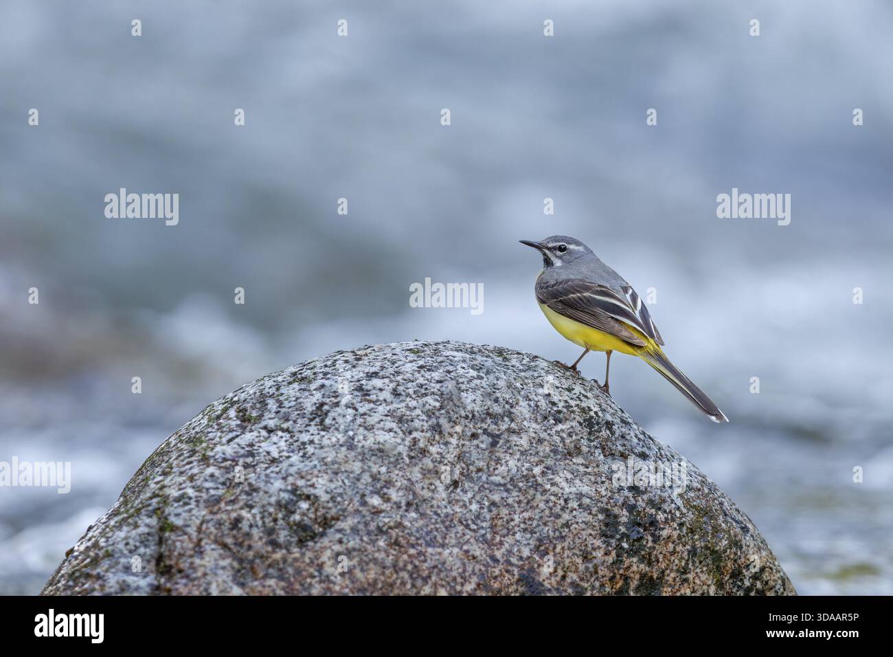 Graue Bachstelze (Motacilla cinerea) männlich am Fluss Bela in der Hohen Tatra, Bergfluss, Weißwasser, Slowakei Stockfoto