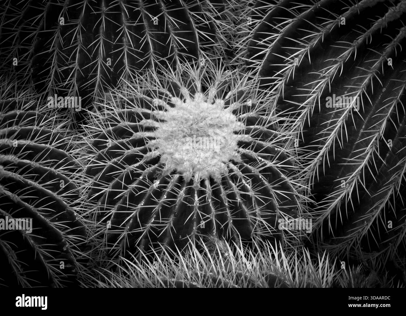 Golden Globus Cactus (Riesenkakaktus platyacanthus) auch Schwiegerkaktus, Kaktushaus, Gewächshaus, Wilhelma, Zoologisch-Botanischer Garten, bl Stockfoto