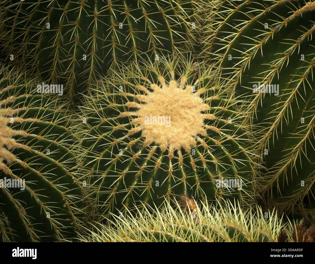 Golden Globus Cactus (Riesenkakaktus platyacanthus) auch Schwiegerkaktus, Kaktushaus, Gewächshaus, Wilhelma, Zoologisch-Botanischer Garten, gr Stockfoto