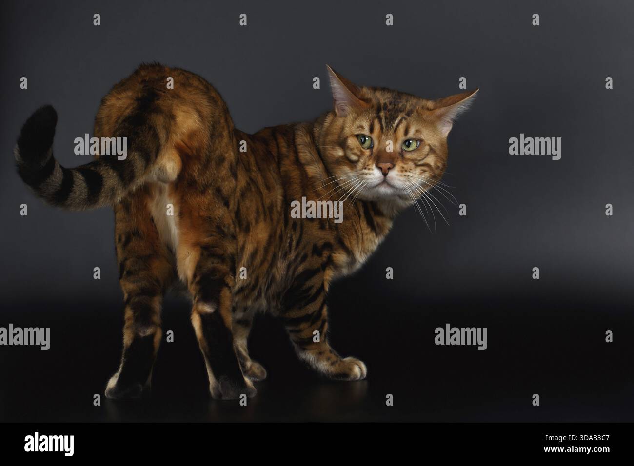 Bengal Cat blickt zurück auf seinen Schwanz auf schwarzem Hintergrund Stockfoto