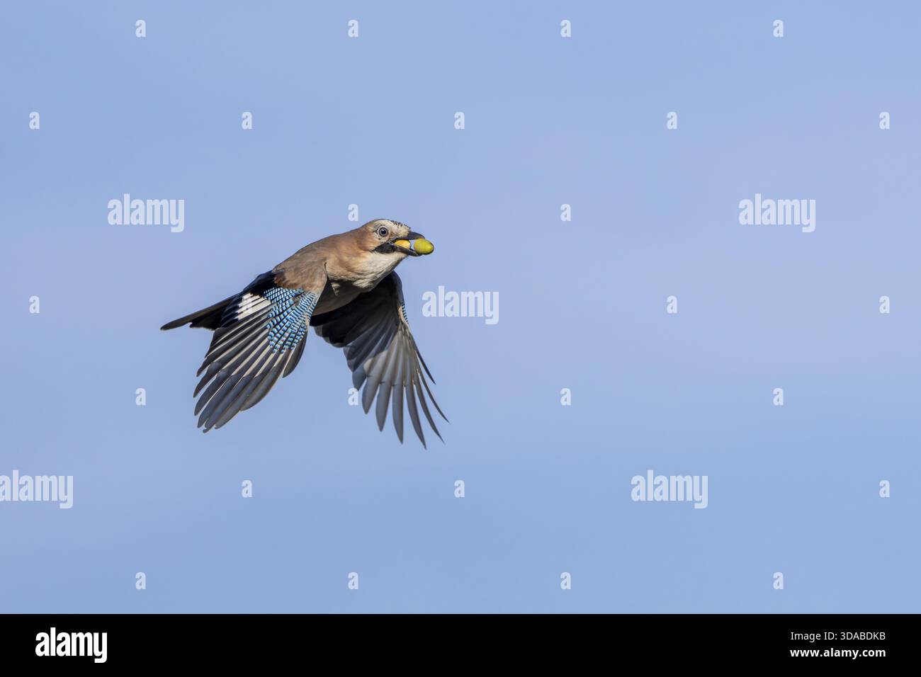 Ein jay (Garrulus glandarius) fliegt mit seinen frisch gesammelten Eicheln in den Wald, um sie dort als Vorrat für den Winter, die Nahrungssuche, den Winter zu verstecken Stockfoto