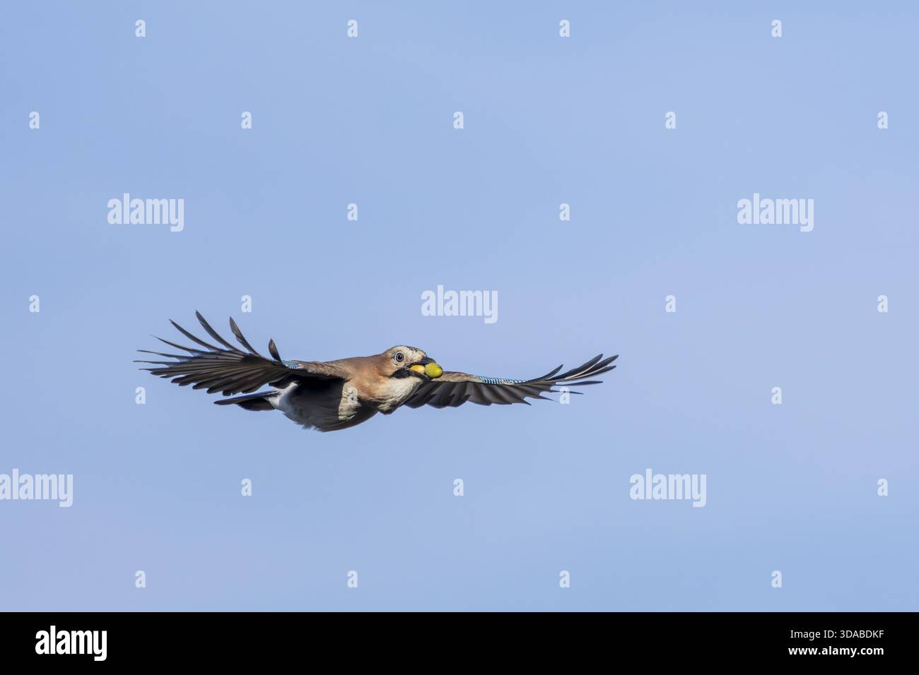 Eurasian jay (Garrulus glandarius) im Flug mit Eicheln im Schnabel, Futtersuche, Winterfutter, Notfallsaison, Nahrungsmittelknappheit, Dänemark Stockfoto