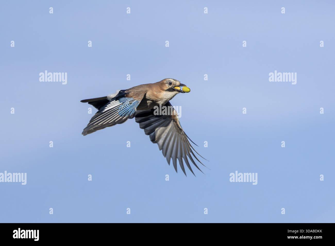 Eurasische Eichelhäher (Garrulus glandarius) sind teilweise für die Verbreitung von Eichen verantwortlich, da sie einige Verstecke mit Eicheln, Nahrungssuche und Wintersup vergessen Stockfoto
