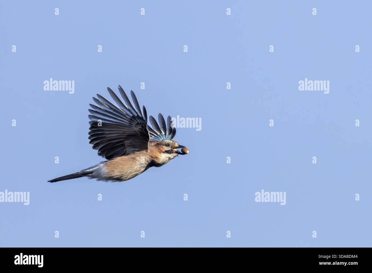 Ein jay (Garrulus glandarius) fliegt mit seinen frisch gesammelten Eicheln in den Wald, um sie dort als Vorrat für den Winter, die Nahrungssuche, den Winter zu verstecken Stockfoto