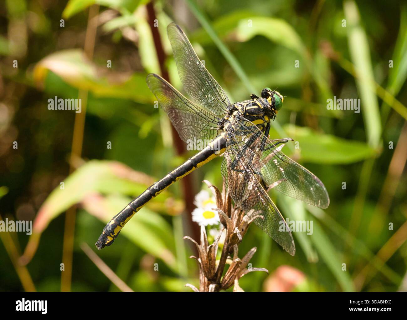 Im Hochsommer liegt eine Libelle (Hagenius brevistylus) auf einem alten Blumenkopf im Florence County, Wisconsin. Stockfoto