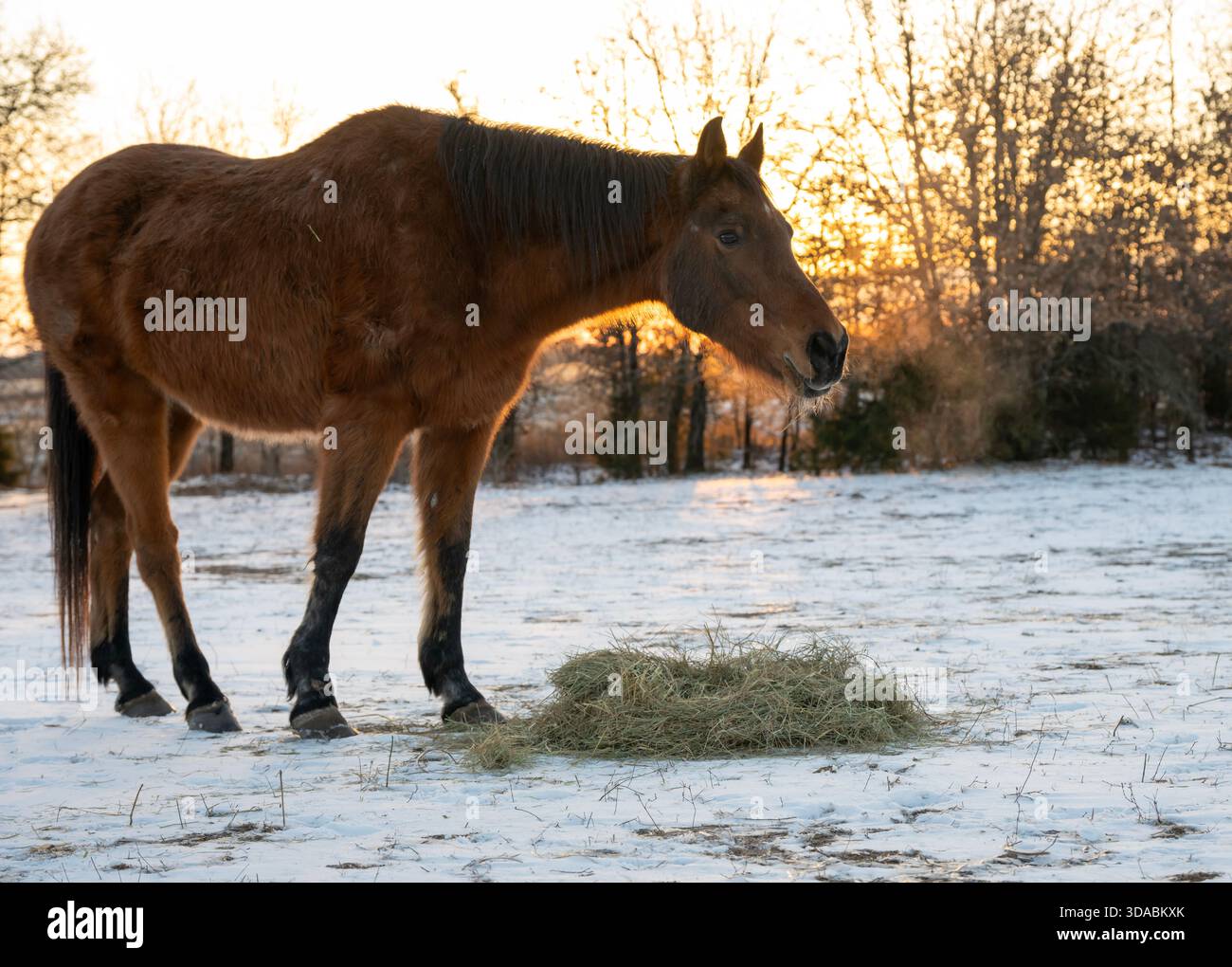 Ein arabisches Pferd isst sein Heu auf einer verschneiten Weide an einem kalten Wintermorgen, mit seinem warmen Atem, der durch das Licht des Sonnenaufgangs hervorgehoben wird Stockfoto