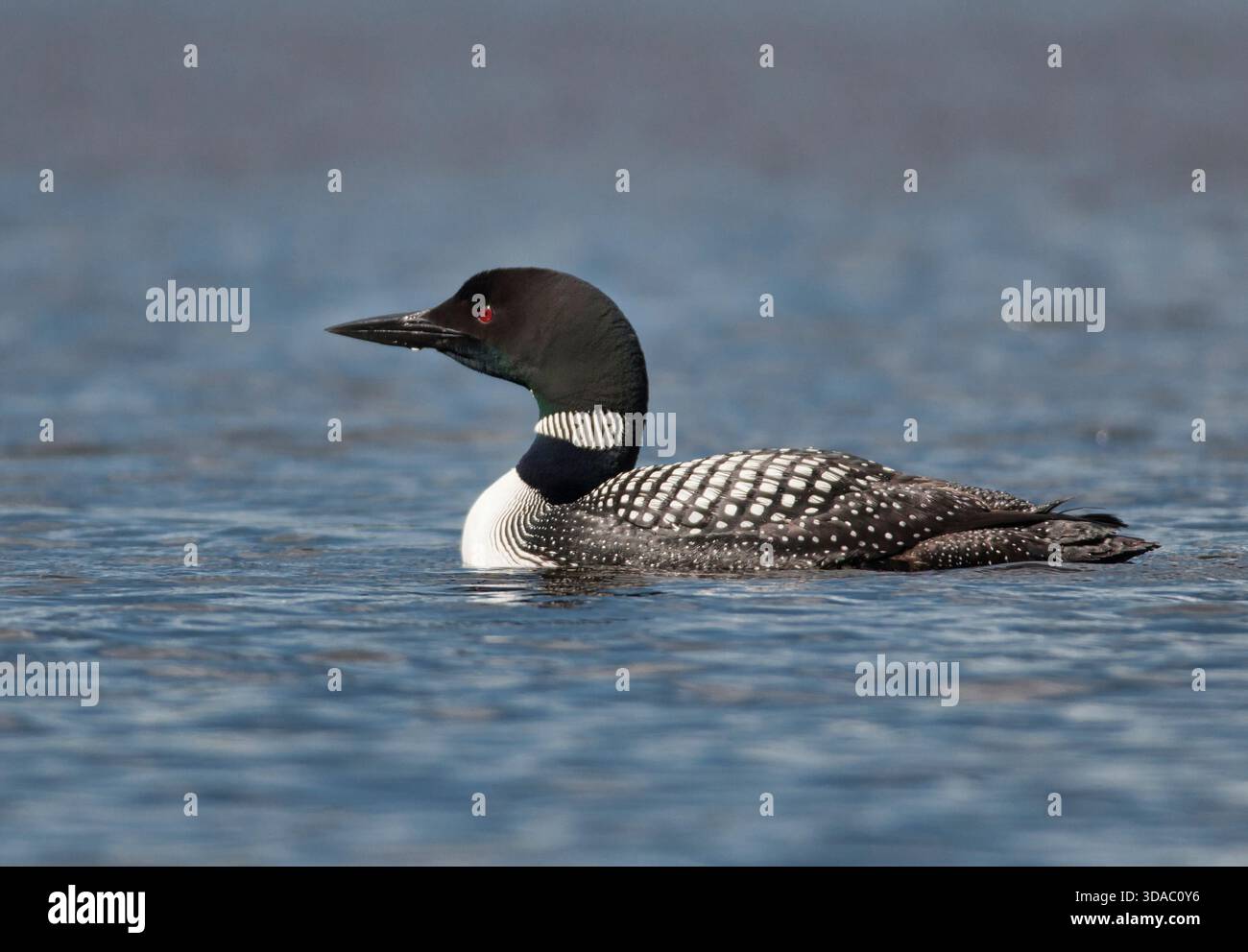 Gavia immer schwimmt auf einem ruhigen See in northwoods nahe Eagle River, Wisconsin, im Sommer in der Brutgefieder. Stockfoto