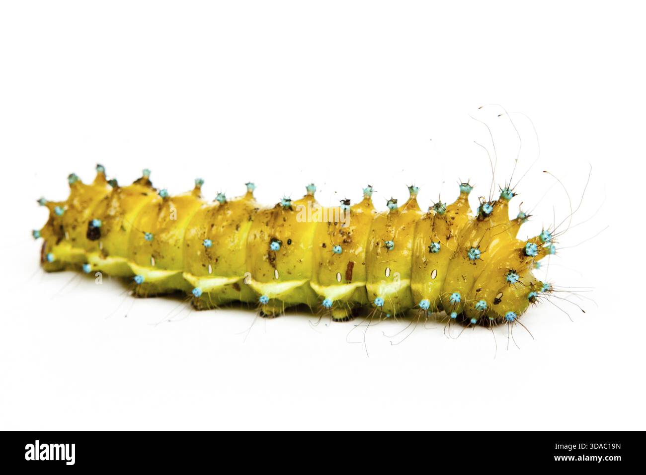 Große Raupe isoliert auf weißem Hintergrund Stockfoto