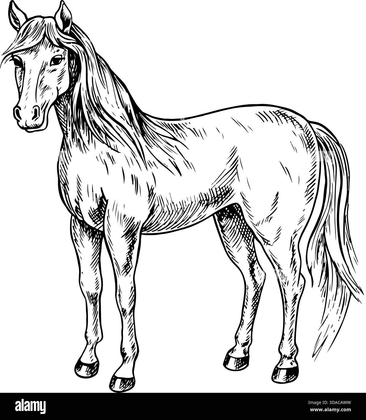 Seitliche Sicht auf das Pferd. Schwarz-weiße Vektorillustration von Hand gezeichnet. Perfekt für Pferdezuchtbetriebe, Ställe oder landwirtschaftliche Projekte. Auch geeignet Stock Vektor