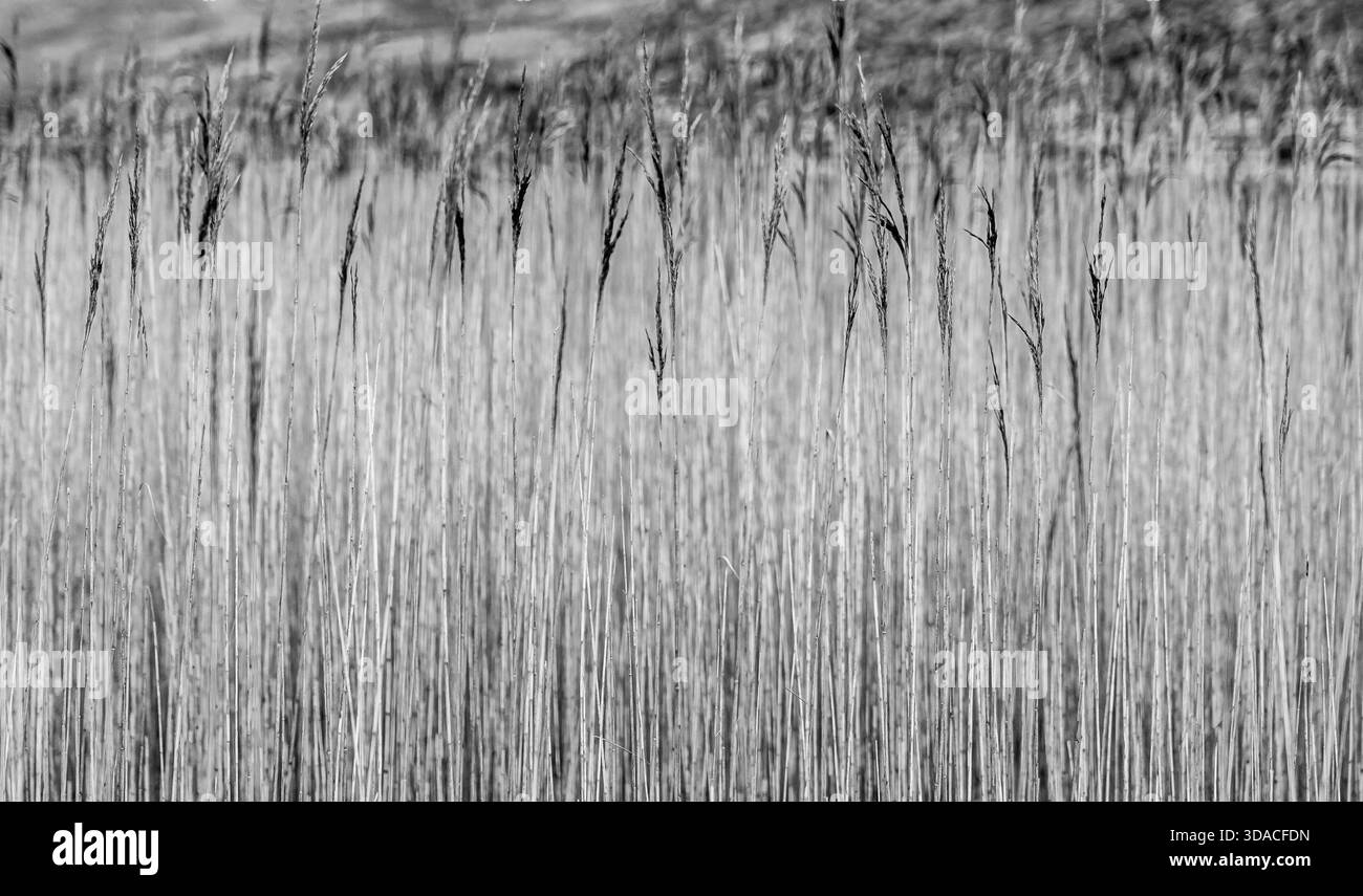 Hohes Schilf in Schwarz und weiß mit weicher, tonaler Textur Stockfoto