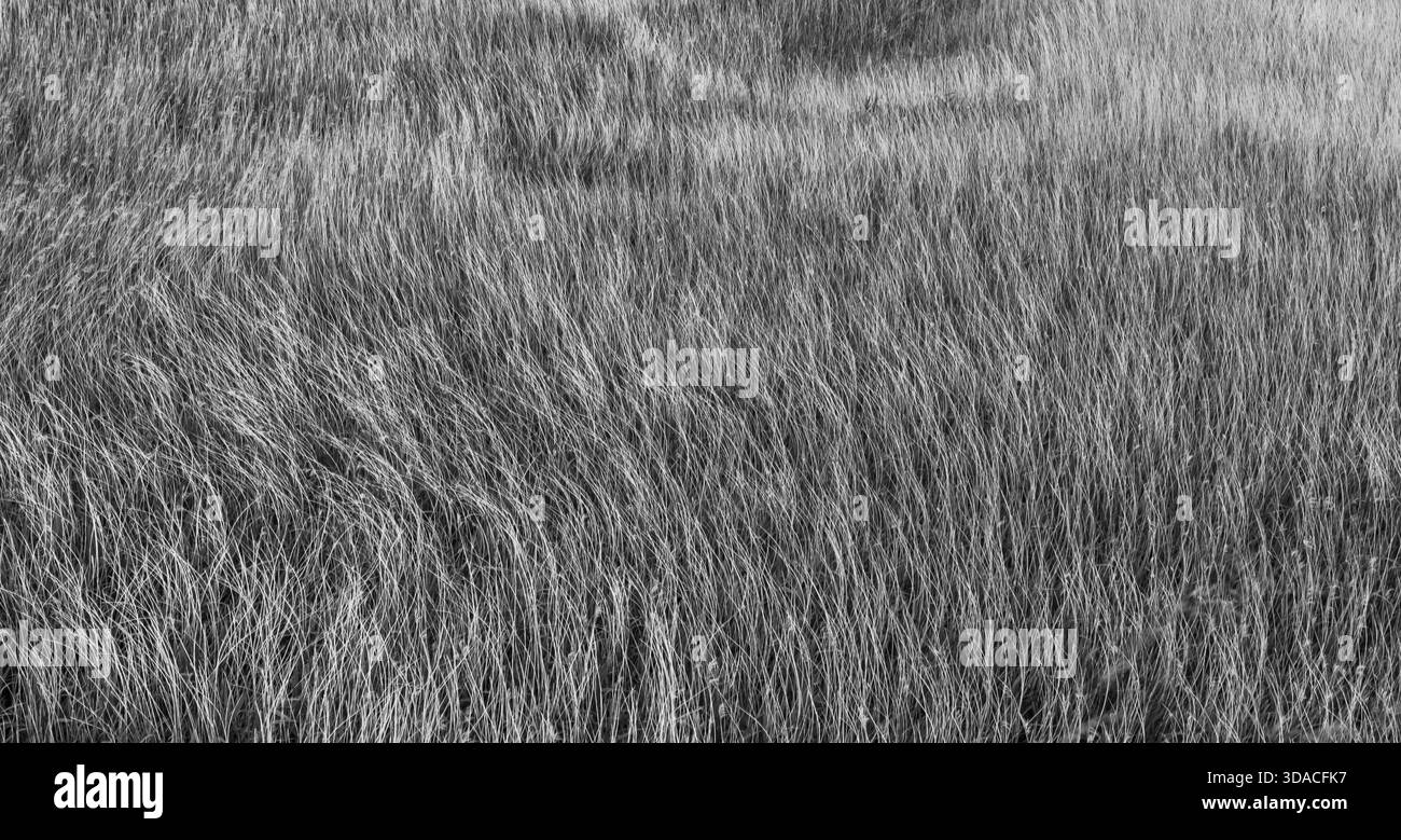 Große Gräser in Schwarz und weiß Stockfoto