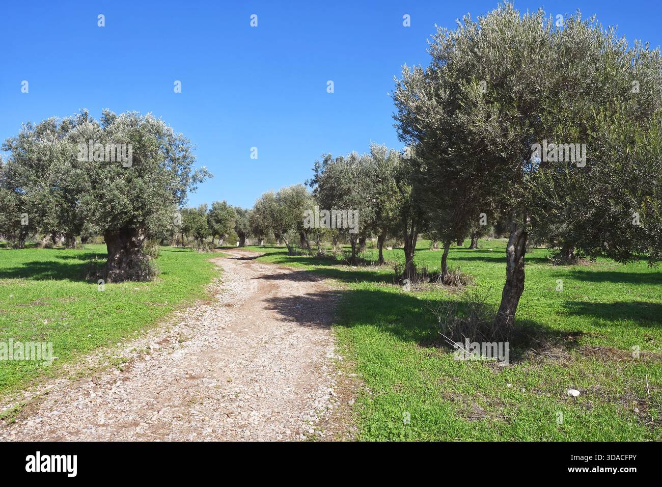 Olive Tree orchard Stockfoto