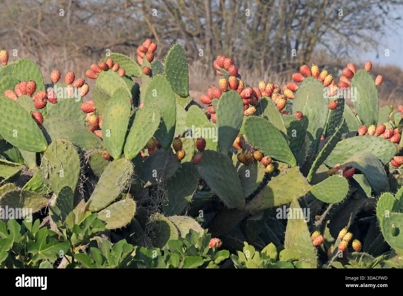 Essbarer kaktus -Fotos und -Bildmaterial in hoher Auflsung  Alamy